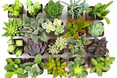 Live Assorted Potted Succulents Plants (20 pack) only $15.63!