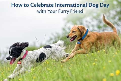 How to Celebrate International Dog Day with Your Furry Friend